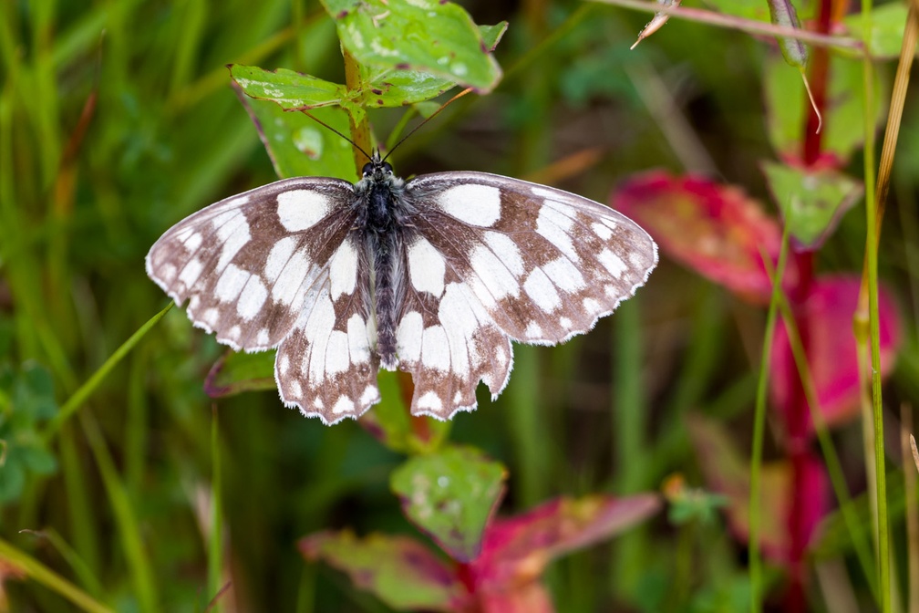 Marbled White Butterfly - pk117590