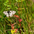 Marbled White Butterfly - 6d2402