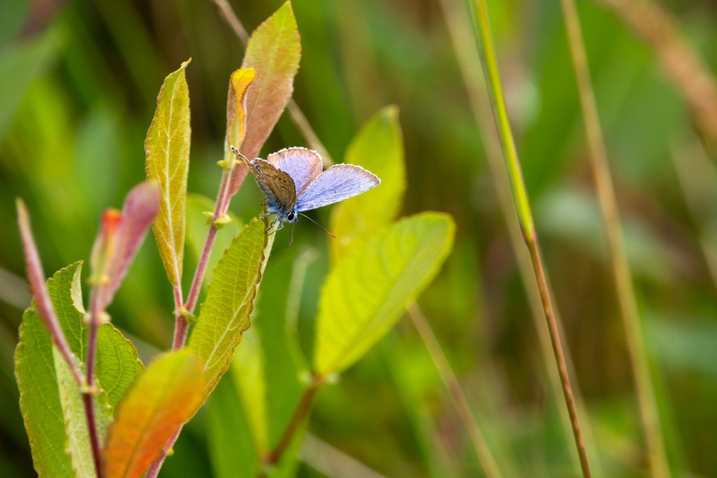 Silver-studded blue butterfly - 6d2411