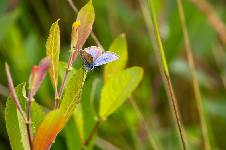 Silver-studded blue butterfly - 6d2411