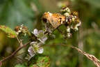 Painted Lady on Bramble - 6d2595