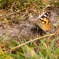 Painted Lady - 6d2608