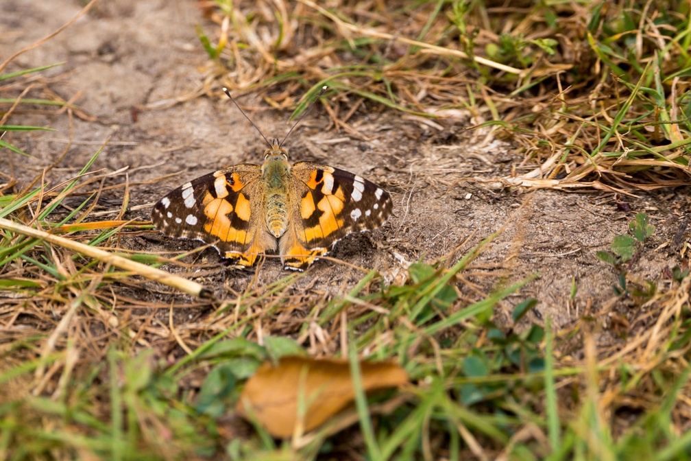 Painted Lady - 6d2625