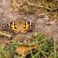 Painted Lady - 6d2625