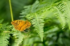 Silver-washed Fritillary - 6d2632