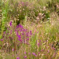 Heathland Wildflowers - 6d2436