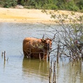 Cow Bathing - 6d3053