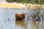 Cow Bathing - 6d3053