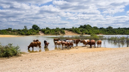 Cattle by Lake - pk117624