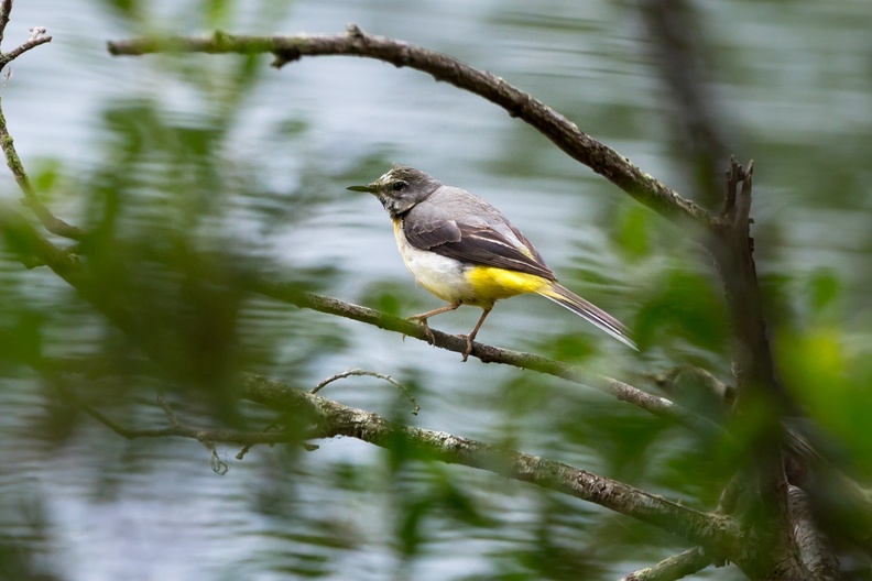 Grey Wagtail  c-6d2674