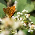 Silver-washed Fritillary - 6d2973