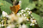 Silver-washed Fritillary - 6d2973