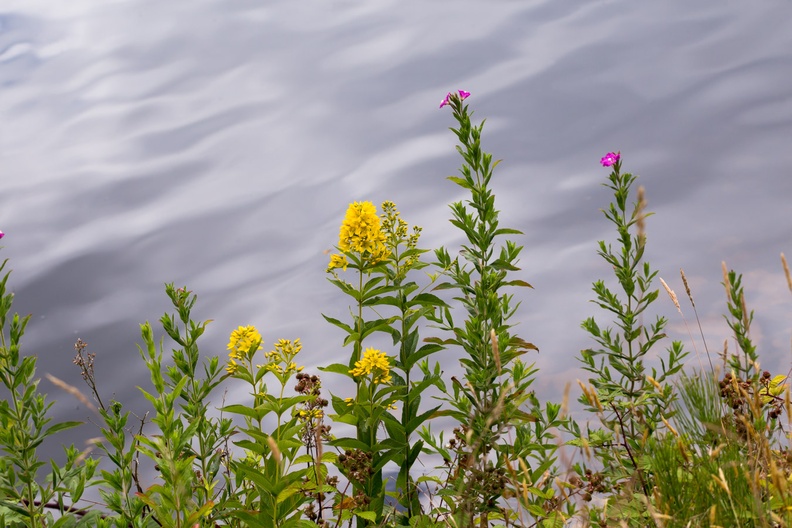 Lake Side Wildflowers - 6d2720
