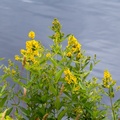 Lake Side Wildflowers - 6d2721