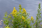 Lake Side Wildflowers - 6d2721