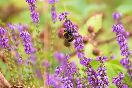 Bumblebee on Heather - 6d3382