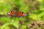 Peacock Butterfly - 6d3411