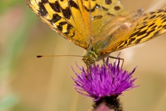 Silver-washed Fritillary - 6d3494