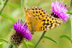 Silver-washed Fritillary - 6d3564
