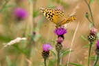 Silver-washed Fritillary - 6d3494
