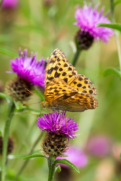 Silver-washed Fritillary - 6d3541
