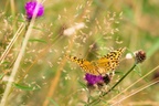 Silver-washed Fritillary - 6d3502