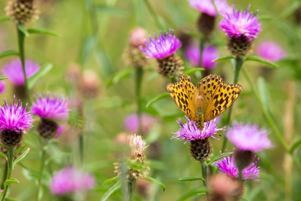 Silver-washed Fritillary and Knapweed Flowers - 6d3533