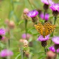 Silver-washed Fritillary and Knapweed Flowers - 6d3533