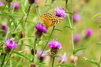 Silver-washed Fritillary and Knapweed - 6d3564
