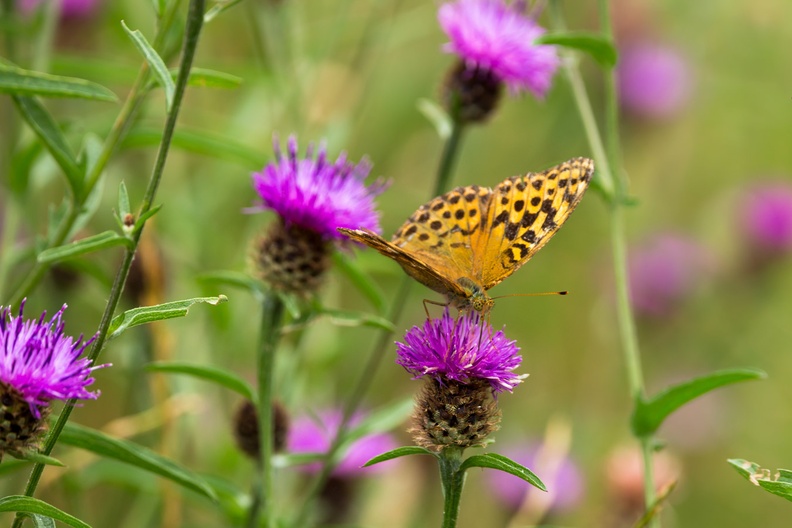 Silver-washed Fritillary - 6d3565