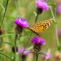 Silver-washed Fritillary - 6d3565