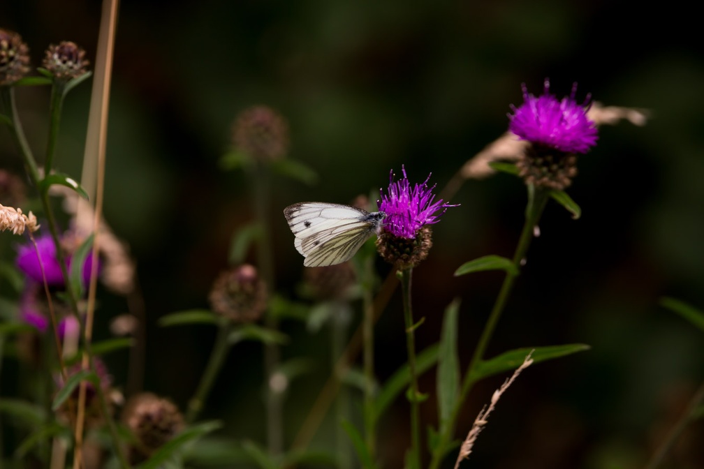 Green-veined White Butterfly - 6d3586