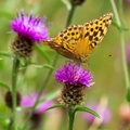 Silver-washed Fritillary - 6d3567