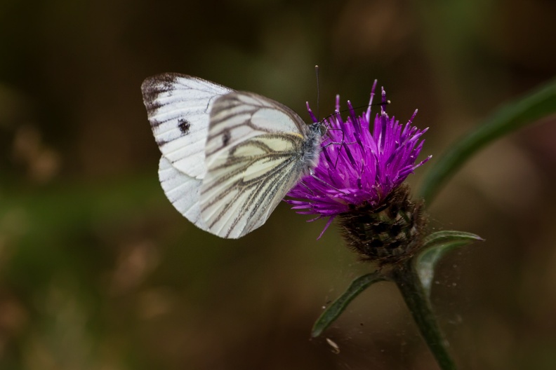 Green-veined White Butterfly - 6d3578
