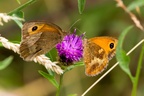 Butterflies on Knapweed Flower - c-6d3596