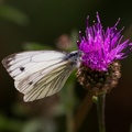 Green-veined White Butterfly - 6d3587