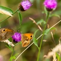 Butterflies on Knapweed Flower - 6d3596