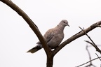 Collared Dove - 6d3438