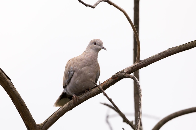 collared-dove-s150-600-g-6d3447.jpg