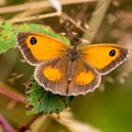 Gatekeeper Butterfly - 6d3471