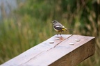 Grey Wagtail Bird - 6d3627
