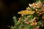 Silver-washed Fritillary - 6d3611