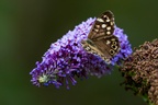 Speckled Wood - 6d3665