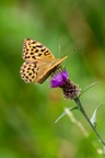 Silver-washed Fritillary - 6d3802