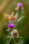 Silver-washed Fritillary - 6d3799