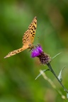Silver-washed Fritillary - 6d3803