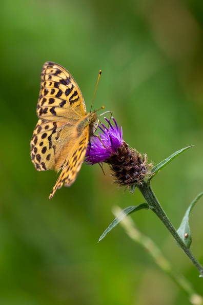 Silver-washed Fritillary - 6d3811