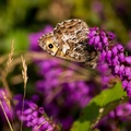Grayling Butterfly - 6d3687