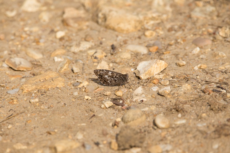 grayling-butterfly-s150-600-g-6d3694.jpg