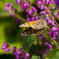 Grayling Butterfly - 6d3724